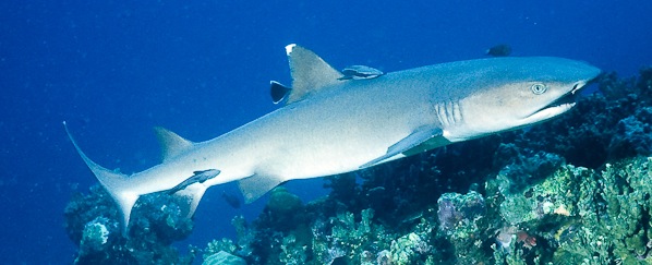 Whitetip Reef Shark